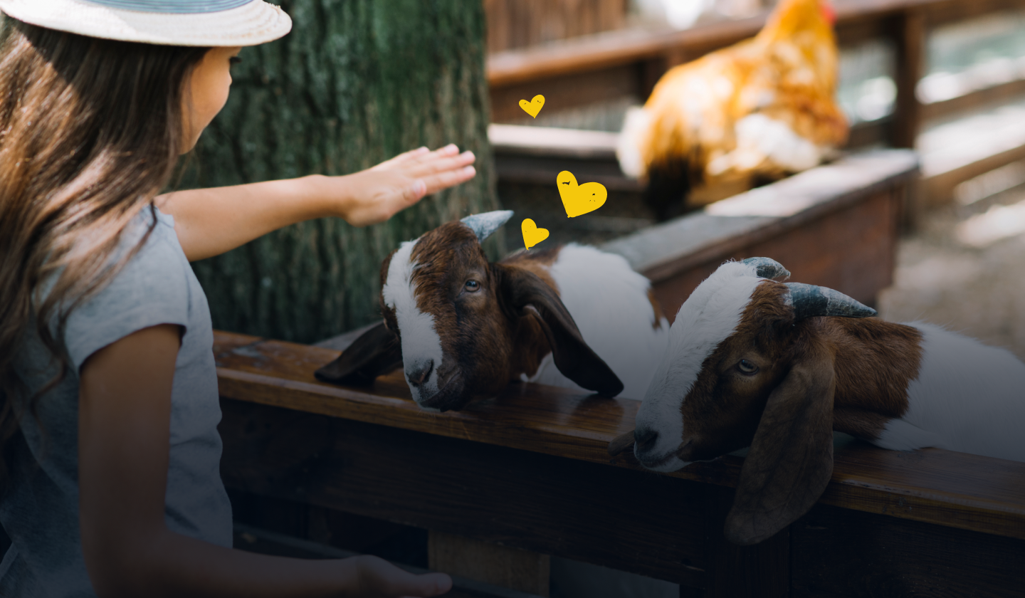 Play with the Animals Hover