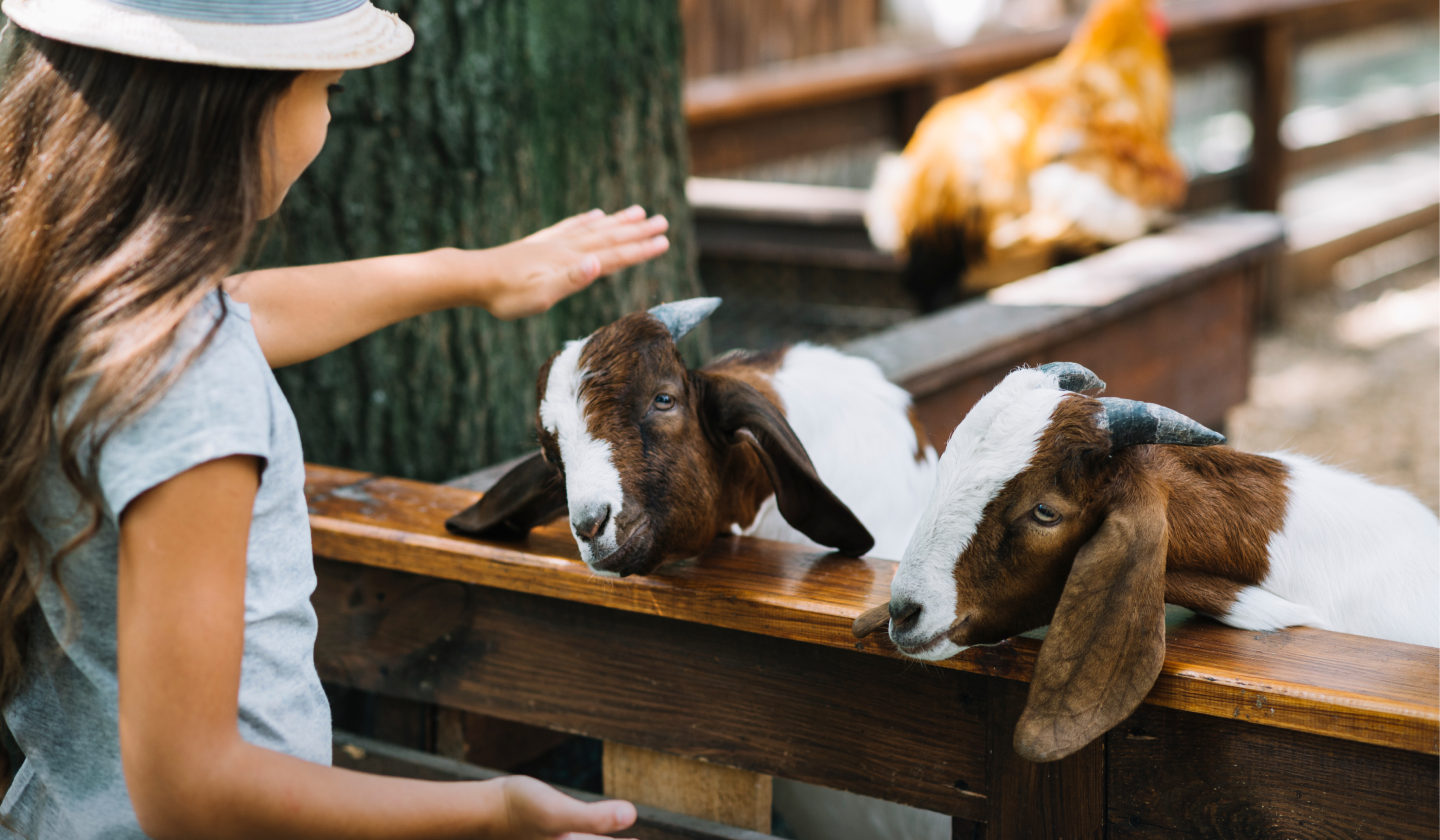 Play with the Animals